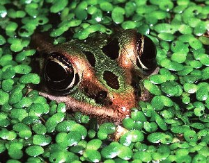 Розведення їстівних жаб - бізнес на делікатесах