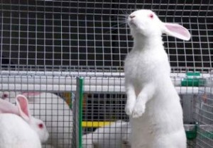 Бізнес з розведення кроликів