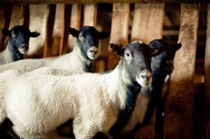 Розведення овець романівської породи
