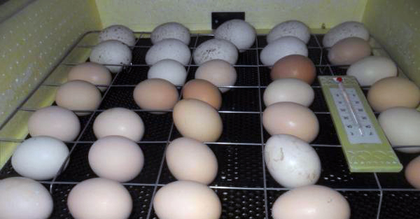 При неможливості проведення природного насиджування яєць, використовують інкубатор