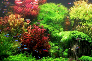 Вирощування елітних рослин для акваріумів – прибуток на підводному дизайні