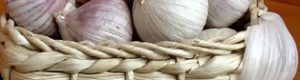 Вирощування часнику – прибутковий бізнес у селі